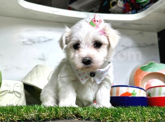 Maltese Teri̇er Yavrulari