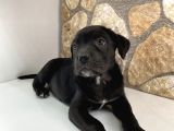 Silah gibi cane corso bebekler