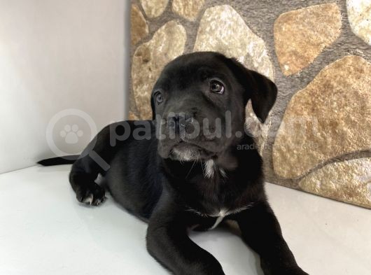 Silah Gibi Cane Corso Bebekler