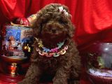 Toy poodle