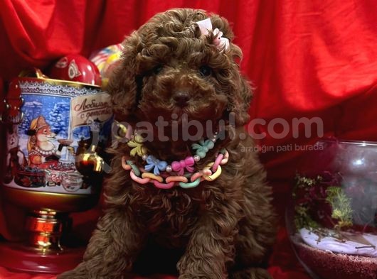 Toy Poodle