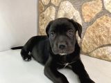 Silah Gibi Cane Corso Bebekler