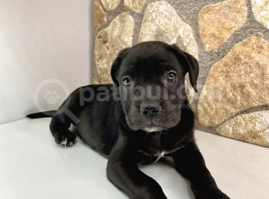 Silah Gibi Cane Corso Bebekler görsel