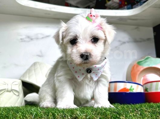 Maltese Teri̇er Yavrulari görsel