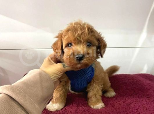 Orji̇nal Malti̇po Yavrular görsel