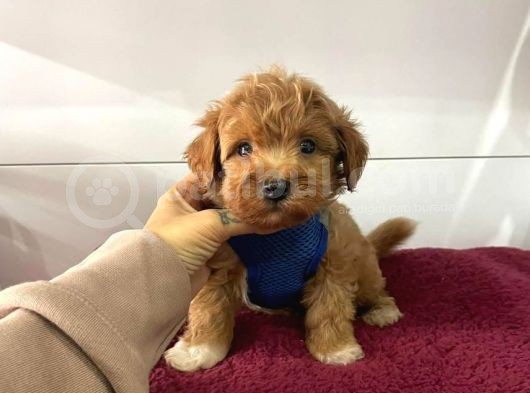 Orji̇nal Malti̇po Yavrular görsel