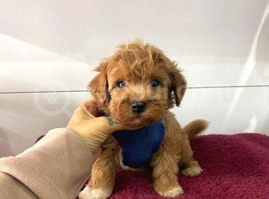 Orji̇nal Malti̇po Yavrular görsel