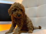 MÜKEMMEL KALİTE TOY POODLE YAVRULARIMIZ