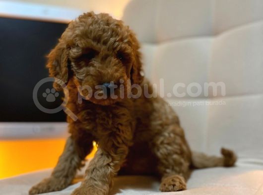 Mükemmel Kali̇te Toy Poodle Yavrularimiz