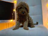Mükemmel Kali̇te Toy Poodle Yavrularimiz