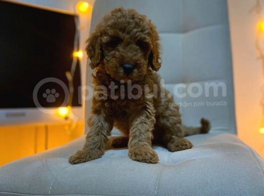 Mükemmel Kali̇te Toy Poodle Yavrularimiz görsel