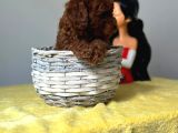 Eşsiz A kalite toy poodle bebeklerimiz