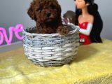 Eşsiz A Kalite Toy Poodle Bebeklerimiz