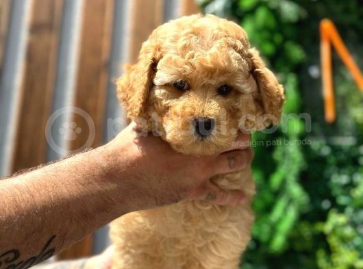 Sağlık Garantili Orjinal Toy Poodle Yavrumuz görsel