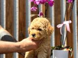 Sağlık Garantili Orjinal Toy Poodle Yavrumuz