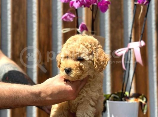 Sağlık Garantili Orjinal Toy Poodle Yavrumuz görsel