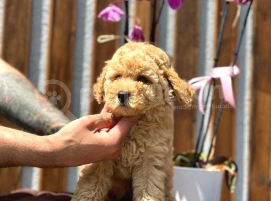 Sağlık Garantili Orjinal Toy Poodle Yavrumuz görsel