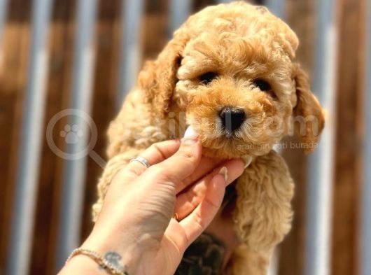 Sağlık Garantili Orjinal Toy Poodle Yavrumuz görsel