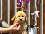 Irk Garantili Toy Poodle