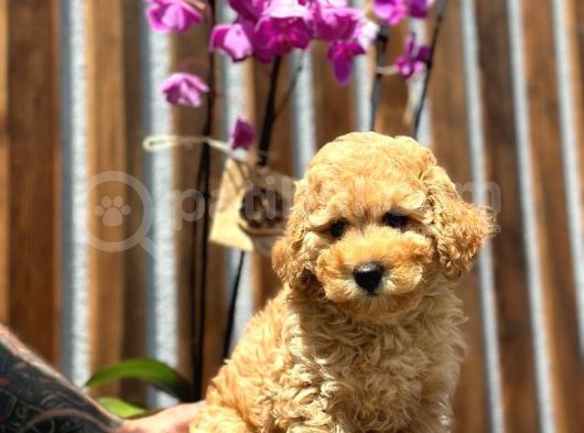 Irk Garantili Toy Poodle görsel