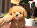 Mini mini teacup toy poodle