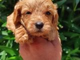 Harika maltipoo bebekler