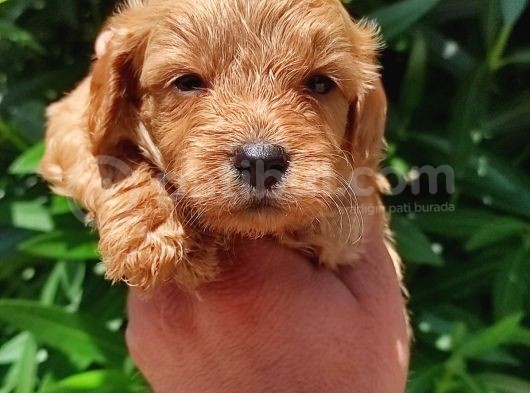 Harika Maltipoo Bebekler