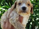 Harika Maltipoo Bebekler