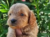 Harika Maltipoo Bebekler