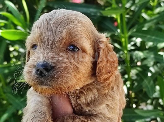 Harika Maltipoo Bebekler görsel
