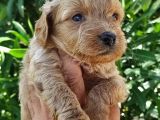 Harika Maltipoo Bebekler
