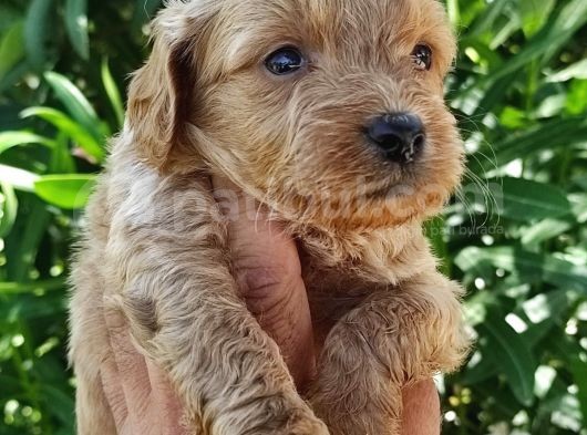 Harika Maltipoo Bebekler görsel