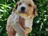 Harika Maltipoo Bebekler