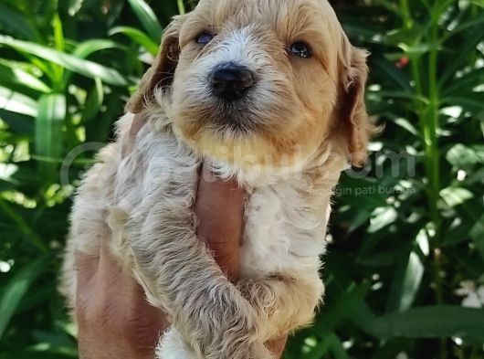 Harika Maltipoo Bebekler görsel