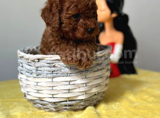 Irk Garantili Toy Poodle Yavrularimiz görsel
