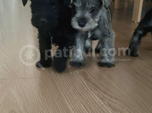 Yetiştiricisinden Schnauzer Yavrular görsel
