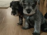 Yetiştiricisinden Schnauzer Yavrular