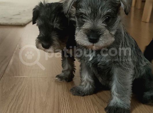 Yetiştiricisinden Schnauzer Yavrular görsel
