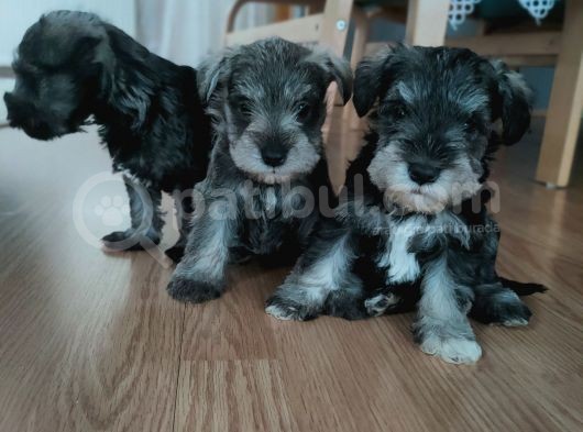 Yetiştiricisinden Schnauzer Yavrular