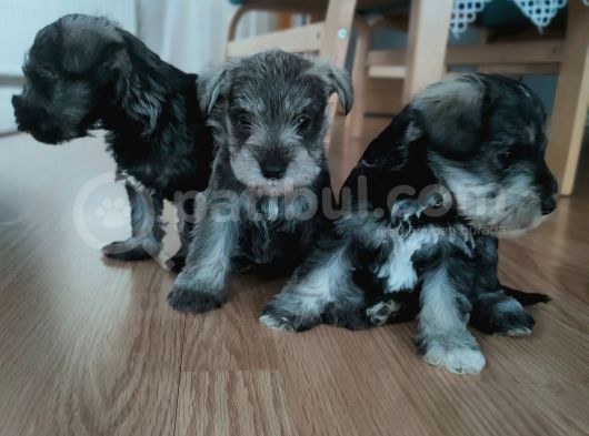 Yetiştiricisinden Schnauzer Yavrular görsel