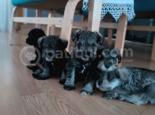 Yetiştiricisinden Schnauzer Yavrular görsel
