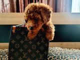 Muhteşem Toy Poodle Yavrular