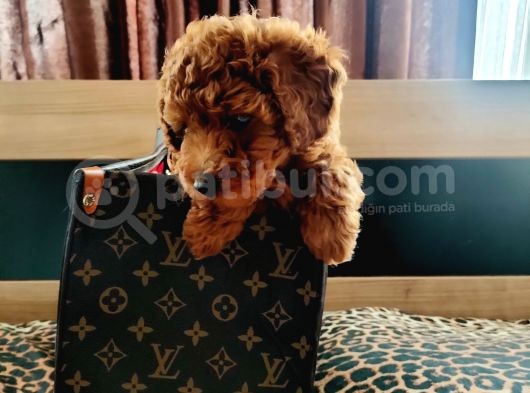 Muhteşem Toy Poodle Yavrular görsel