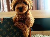 Muhteşem Toy Poodle Yavrular