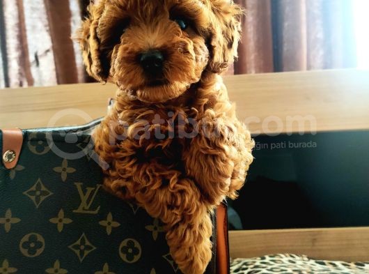 Muhteşem Toy Poodle Yavrular görsel