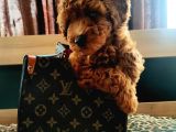 Muhteşem Toy Poodle Yavrular