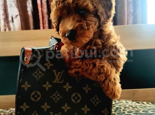 Muhteşem Toy Poodle Yavrular görsel