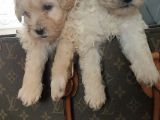 Muhteşem Maltipoo Yavrular