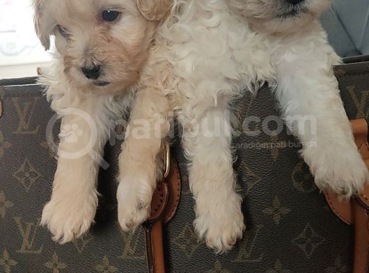 Muhteşem Maltipoo Yavrular görsel