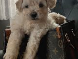 Muhteşem Maltipoo Yavrular